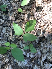 Toxicodendron radicans