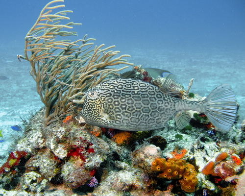 Honeycomb Cowfish