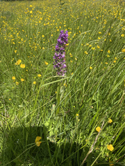 Dactylorhiza majalis