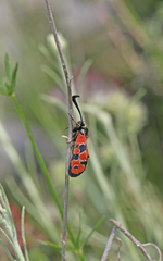 Zygaena hilaris