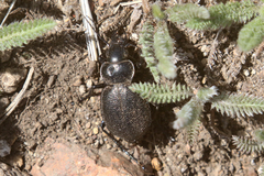 Calosoma luxatum