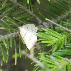 Petrophora subaequaria