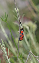 Zygaena hilaris