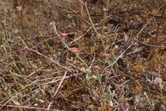Eriogonum roseum