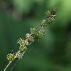 Carex normalis