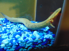 Siren intermedia