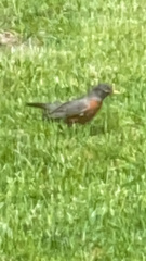 Turdus migratorius