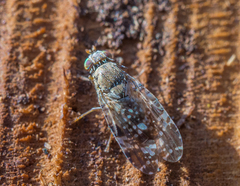 Tephritis vespertina