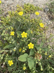 Potentilla argentea