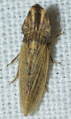 Eupelix cuspidata