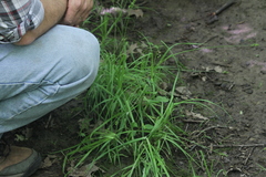 Carex cephaloidea