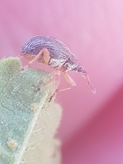 Pseudapion rufirostre