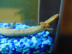 Siren intermedia