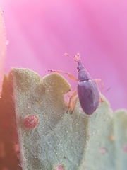 Pseudapion rufirostre