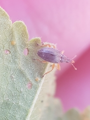 Pseudapion rufirostre