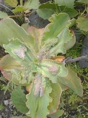 Gibbiflorae