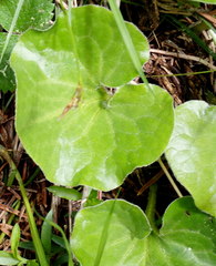 Asarum wagneri