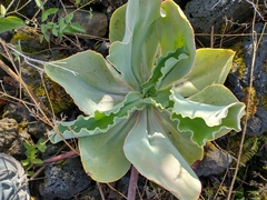 Gibbiflorae