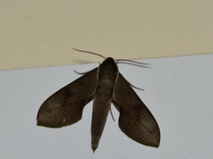 Xylophanes rhodocera