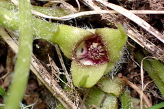 Asarum wagneri