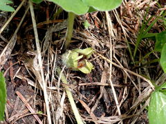 Asarum wagneri