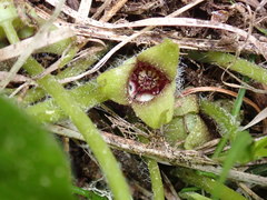 Asarum wagneri