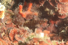 Coralline Goby photo 2