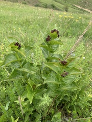 Vincetoxicum funebre