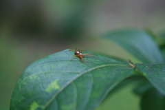 Philodromus marxi