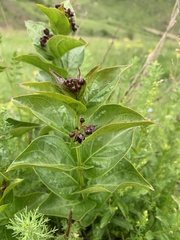 Vincetoxicum funebre