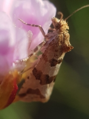 Lobesia littoralis