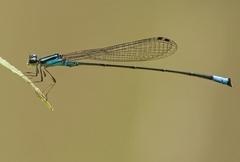 Acanthagrion