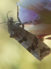 Lobesia littoralis