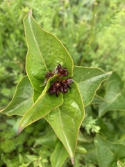 Vincetoxicum funebre