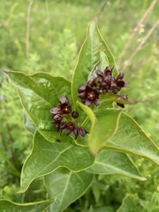 Vincetoxicum funebre