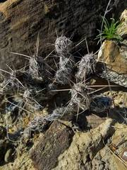 Grusonia bulbispina