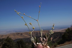 Eriogonum roseum