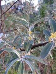 Elaeagnus angustifolia