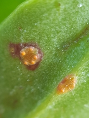 Uromyces limonii