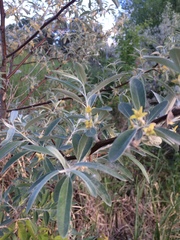 Elaeagnus angustifolia
