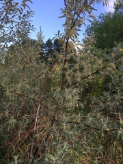 Elaeagnus angustifolia