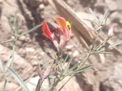 Acmispon oroboides