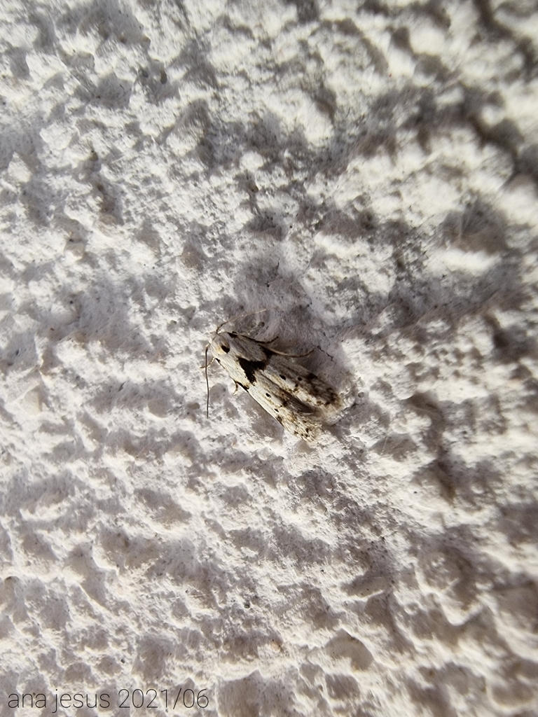 Blastobasis nigromaculata