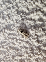 Blastobasis nigromaculata