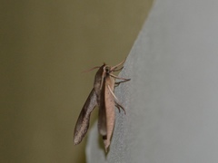 Xylophanes rhodocera