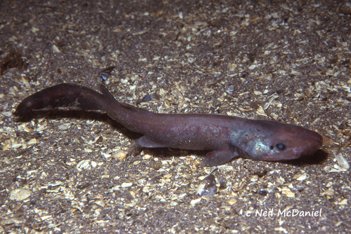 Brown cat shark (Apristurus brunneus) — Scyliorhinidae