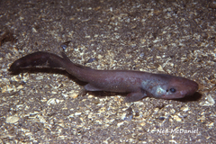 Apristurus brunneus
