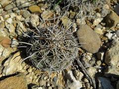 Coryphantha salinensis
