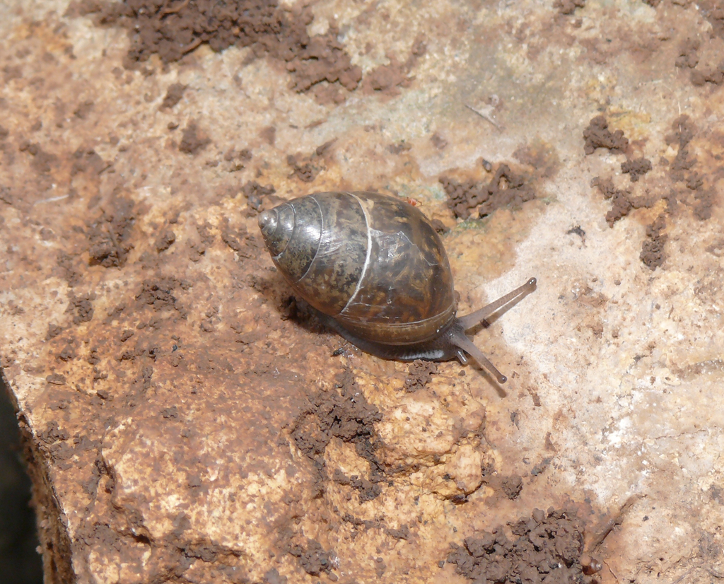 Chrysalis Snails and Allies