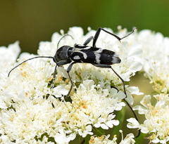 Chlorophorus figuratus